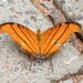 Ruddy Daggerwing - Photo (c) djhiker, some rights reserved (CC BY-NC), uploaded by djhiker