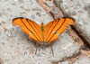 Mariposa Alas de Daga Naranja - Photo (c) djhiker, algunos derechos reservados (CC BY-NC), subido por djhiker