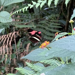 Heliconius besckei