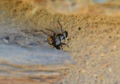 Poecilochroa