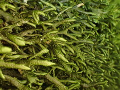 Porella arboris-vitae
