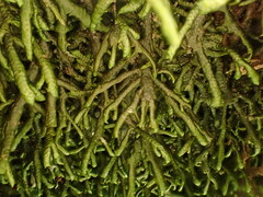 Porella arboris-vitae