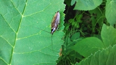 Ectobius sylvestris