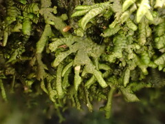 Porella arboris-vitae