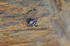 Poecilochroa