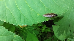 Ectobius sylvestris