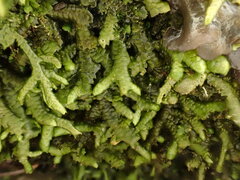 Porella arboris-vitae