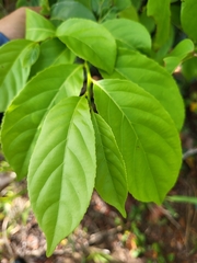 Casearia guianensis