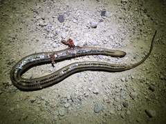 Liodytes rigida sinicola