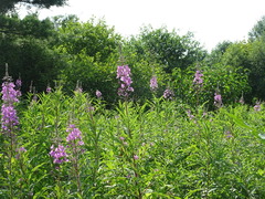 Chamaenerion angustifolium