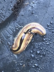 Australopacifica regina
