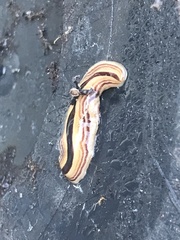 Australopacifica regina