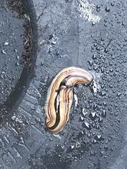 Australopacifica regina