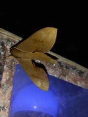 Xylophanes rhodocera
