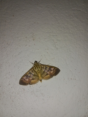 Arthromastix lauralis