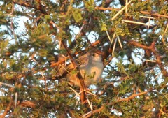 Cisticola fulvicapilla fulvicapilla