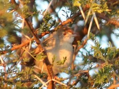Cisticola fulvicapilla fulvicapilla