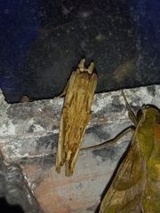 Nystalea ebalea