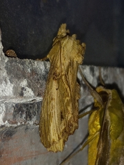 Nystalea ebalea