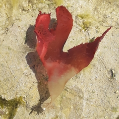 Calliblepharis ciliata