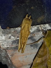 Nystalea ebalea