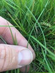 Poa glauca