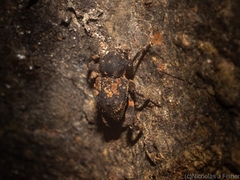 Methidrysis afflicta