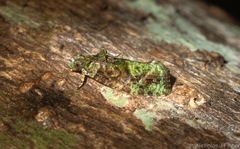 Sorolopha delochlora