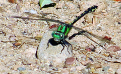 Ophiogomphus carolus