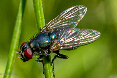Eudasyphora cyanella