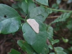 Idaea trisetata