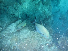 Caranx lugubris