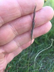 Poa glauca