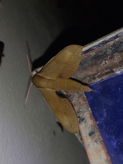 Xylophanes rhodocera