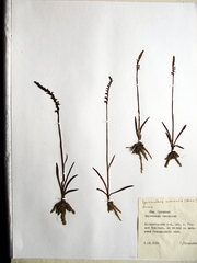 Spiranthes sinensis