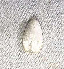 Durrantia piperatella