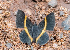 Parcella amarynthina