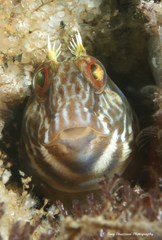 Parablennius intermedius