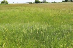 Thalictrum simplex galioides