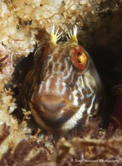 Parablennius intermedius