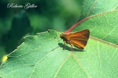 Corticea immocerinus