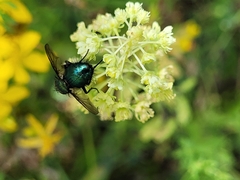 Chrysosomopsis aurata