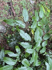 Rubus kawakamii