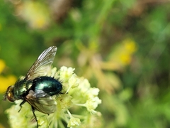 Chrysosomopsis aurata