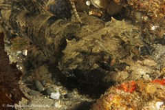 Thysanophrys cirronasus