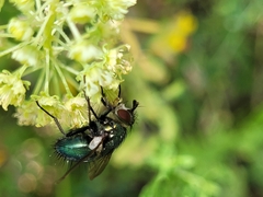Chrysosomopsis aurata