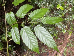 Rubus kawakamii