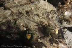 Thysanophrys cirronasus