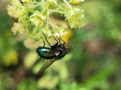 Chrysosomopsis aurata