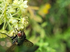 Chrysosomopsis aurata